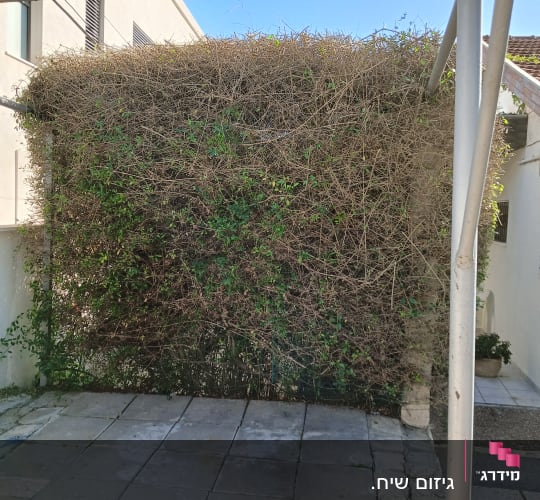שיח מטפס על גדר מתכת בחצר מרוצפת